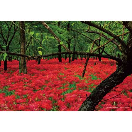 巾着田曼珠沙華公園（埼玉）