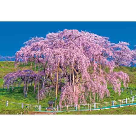 爛漫と咲く三春瀧櫻（福島）