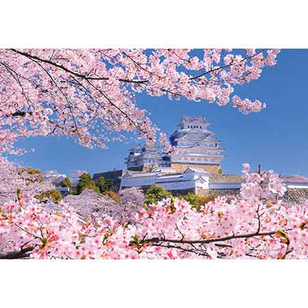 桜重なる姫路城（兵庫）