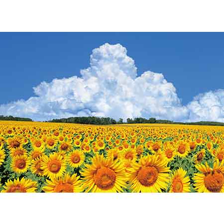 向日葵の丘と入道雲（北海道）