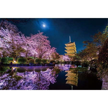 月夜に咲く（京都）