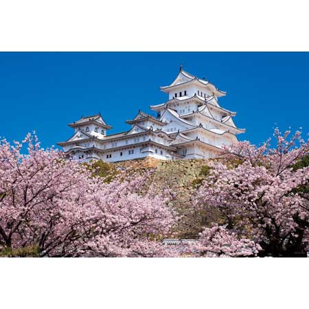 千の桜と姫路城（兵庫）