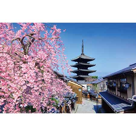 桜と望む八坂の塔（京都）