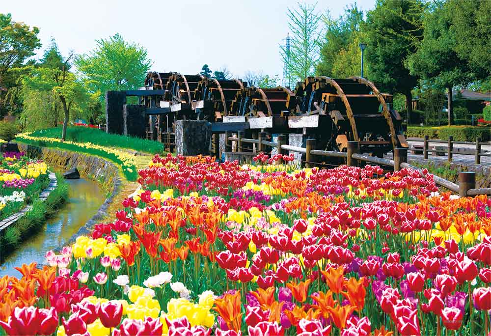 チューリップ　‐花薫る‐（富山）