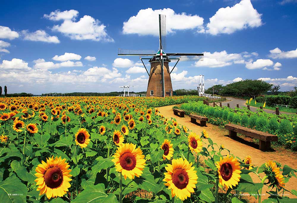 オランダ風車とヒマワリ（千葉）
