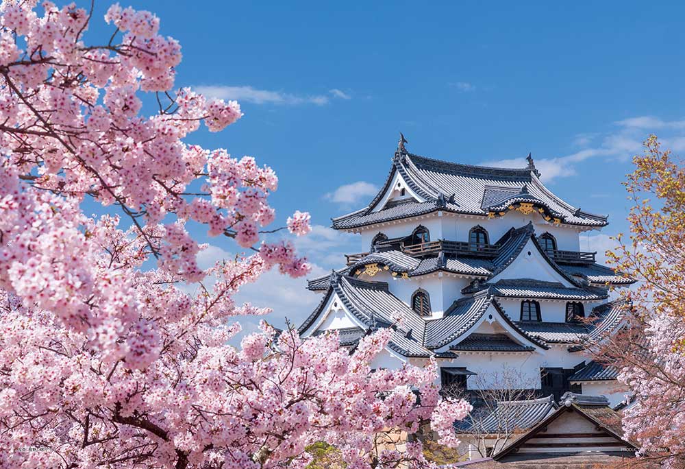 国宝彦根城と桜木（滋賀）