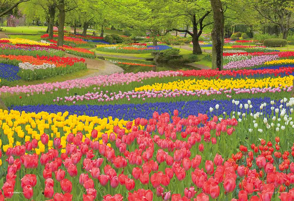 花咲く昭和記念公園（東京）