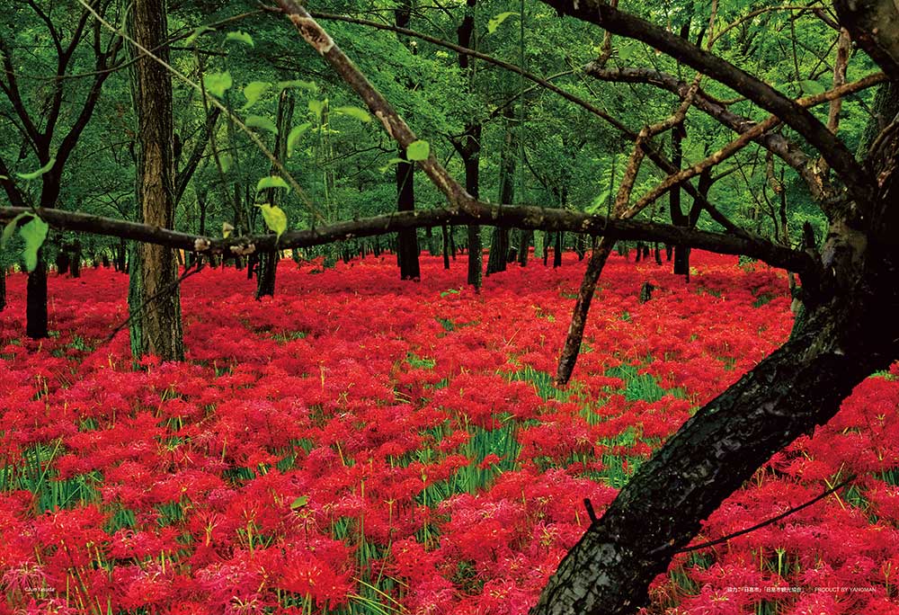 巾着田曼珠沙華公園（埼玉）