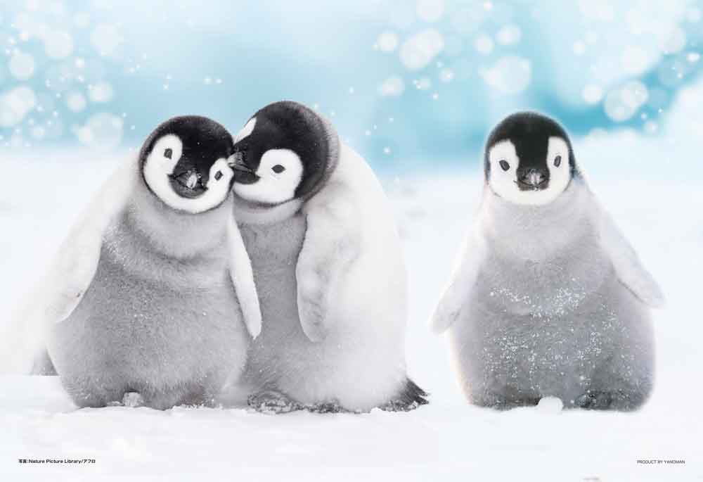 どこいく？ペンギン