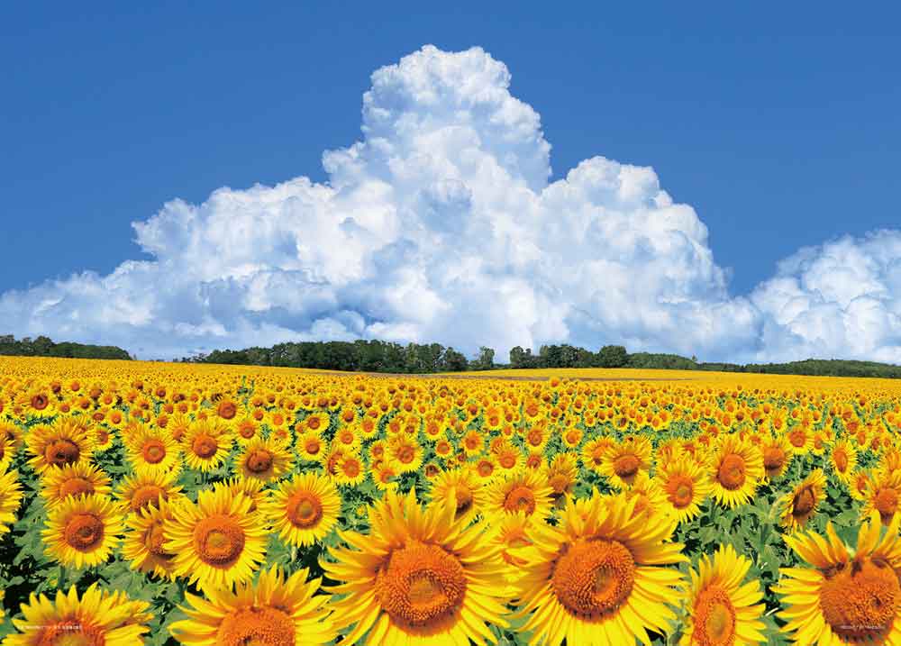 向日葵の丘と入道雲（北海道）