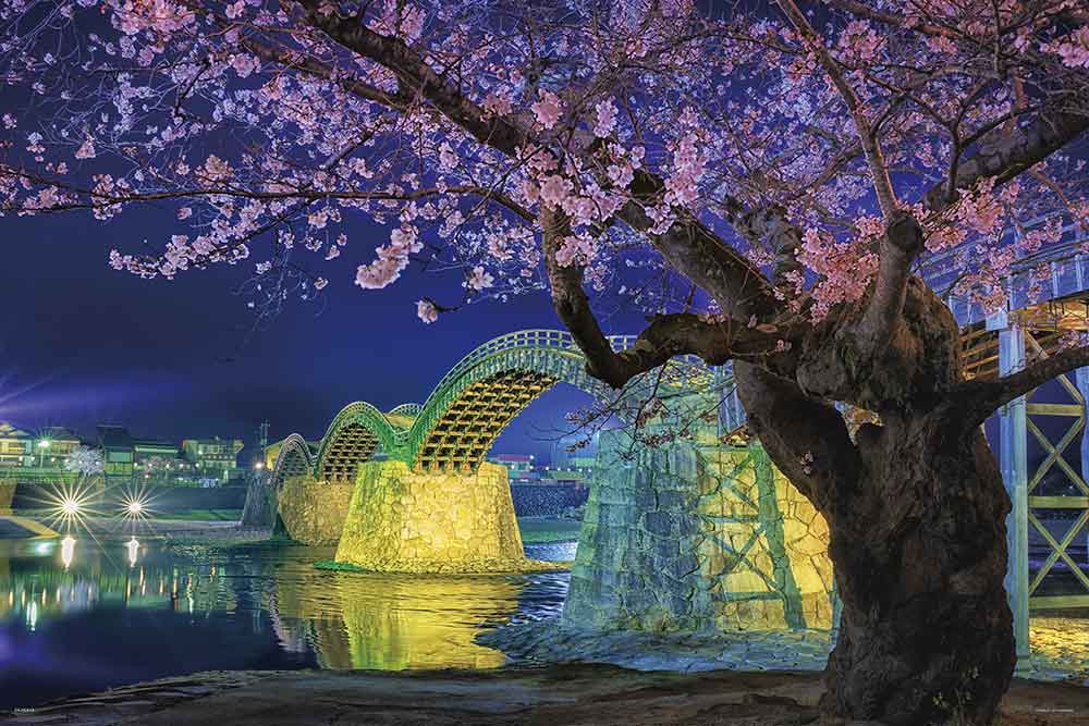 錦帯橋の夜桜