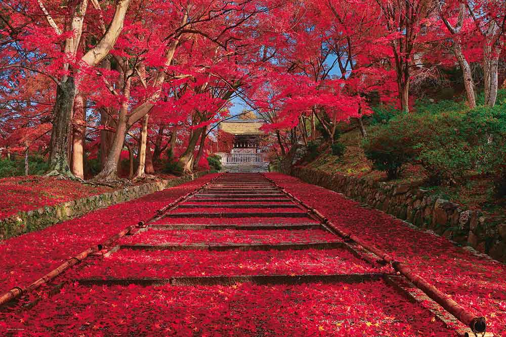 秋色の紅葉参道（京都）