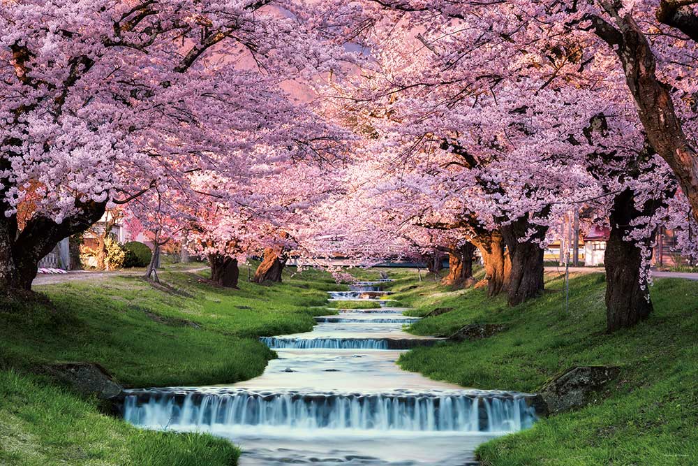 観音寺川の桜並木（福島）
