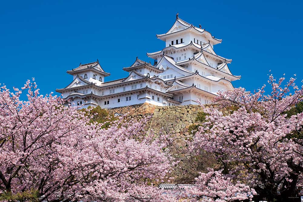 千の桜と姫路城（兵庫）