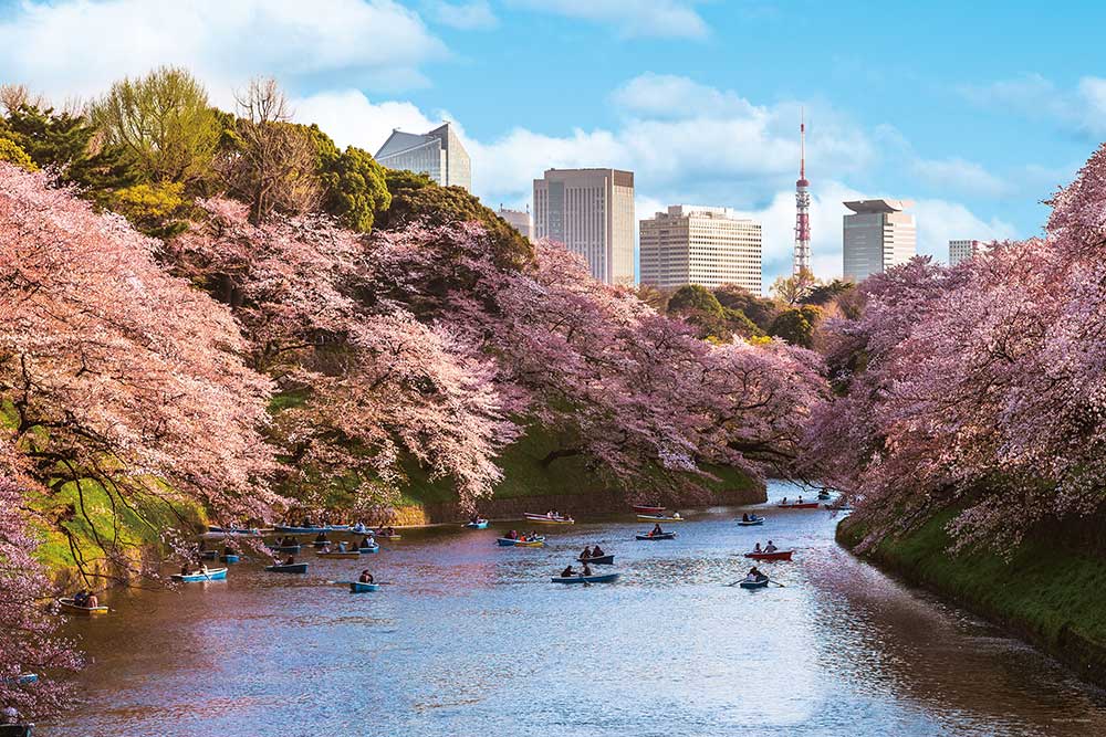 千鳥ヶ淵の花見桜（東京）