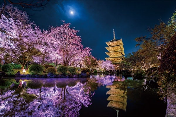 月夜に咲く(京都)